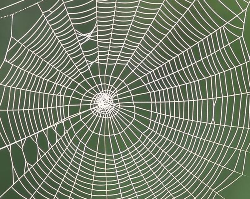Spider Web Retrospective